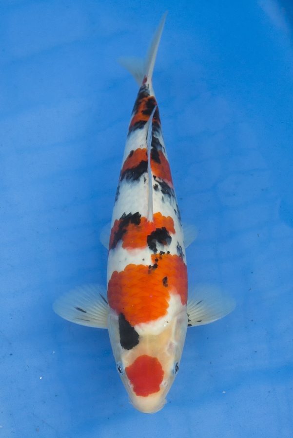 台湾自产美鲤分享-1 - 台湾锦鲤网讨论区 - 台湾锦鲤网