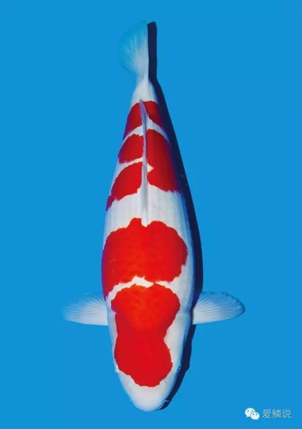 挑选红白锦鲤,你必须留意七个要点