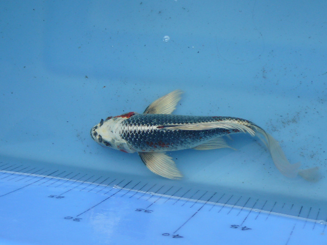 我家的龙凤锦鲤