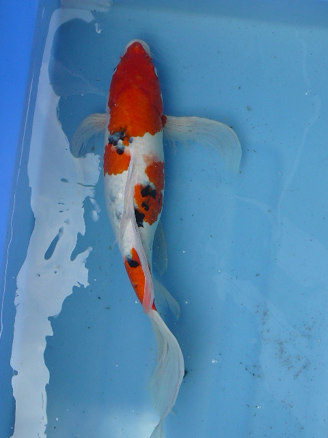 我家的龙凤锦鲤