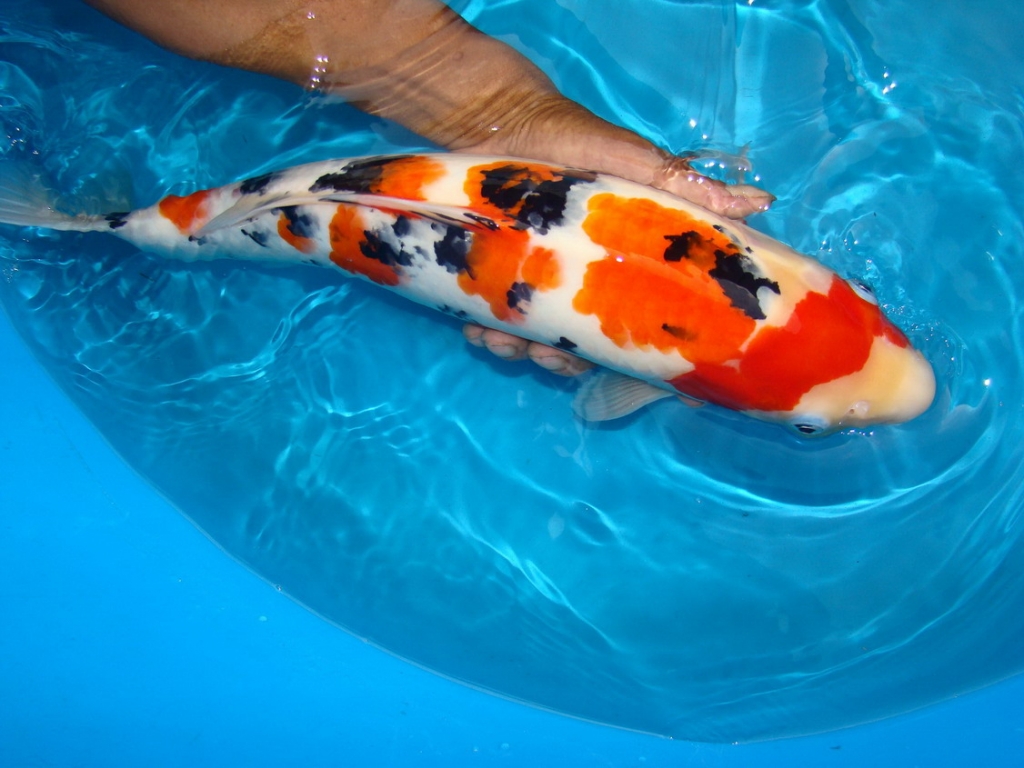 请看看这条大正 - 台湾锦鲤网讨论区 - 台湾锦鲤网