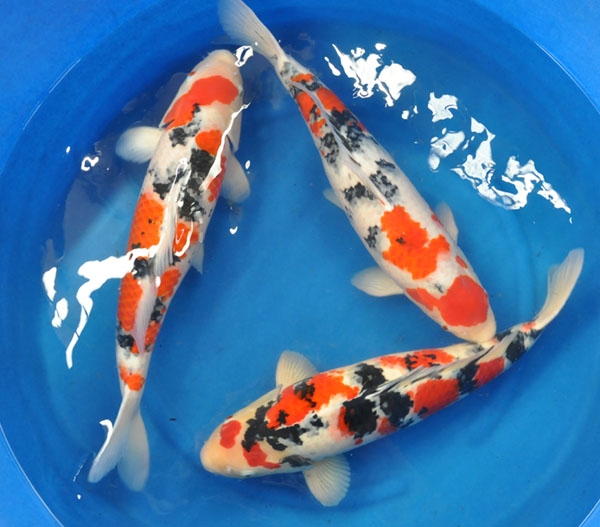 9/26御三家当岁鲤展售特卖会～欢迎各位鱼友踊跃参加 - 台湾锦鲤网