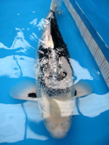 台湾锦鲤网讨论区 - 台湾锦鲤网