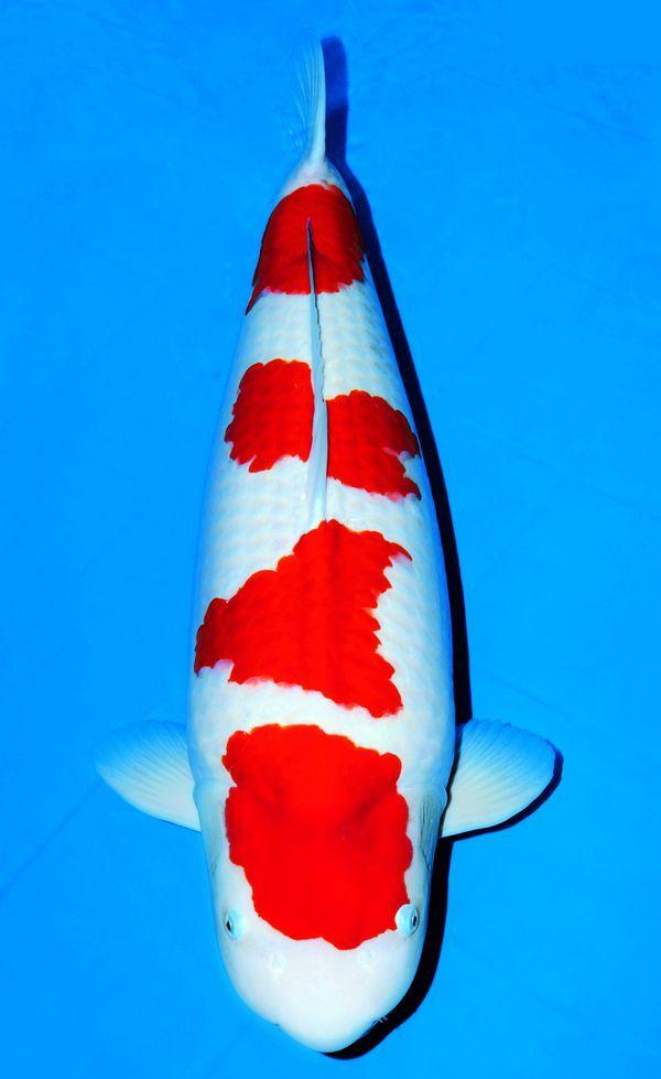 第42届全日本东京大赛