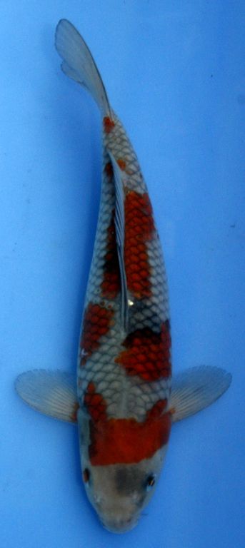 我订了一只落叶 - 台湾锦鲤网讨论区 - 台湾锦鲤网