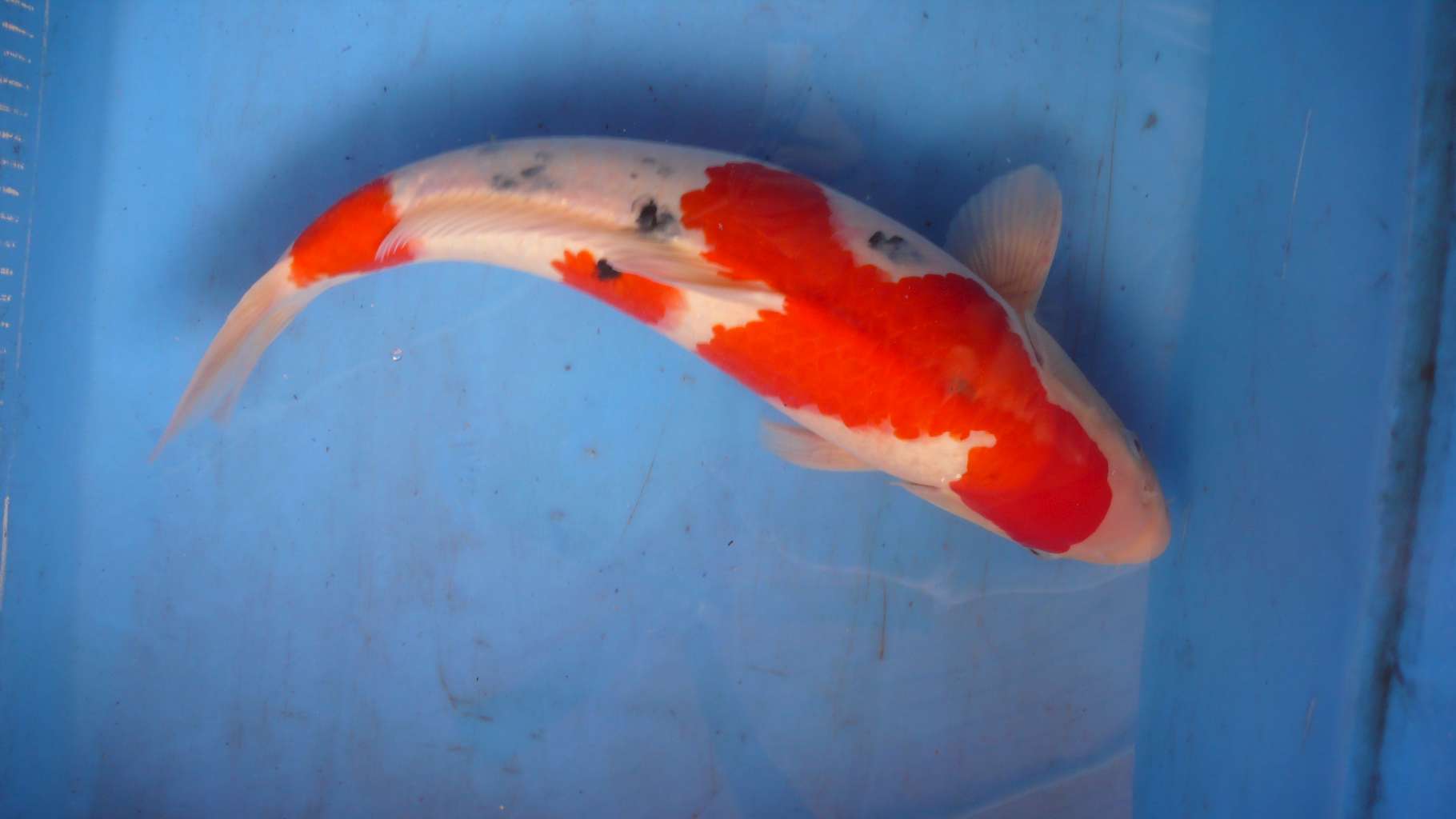 西施出浴 - 台湾锦鲤网讨论区 - 台湾锦鲤网