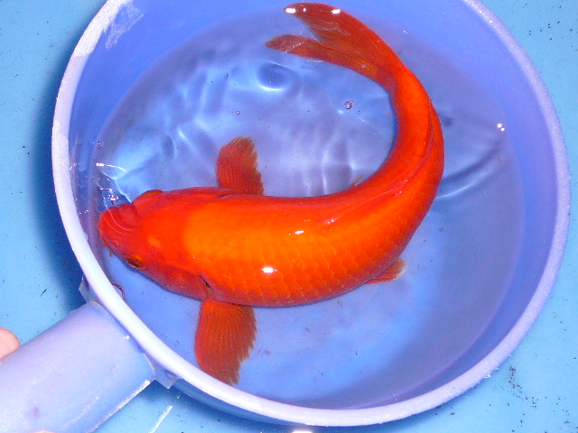 黄写分享 - 台湾锦鲤网讨论区 - 台湾锦鲤网