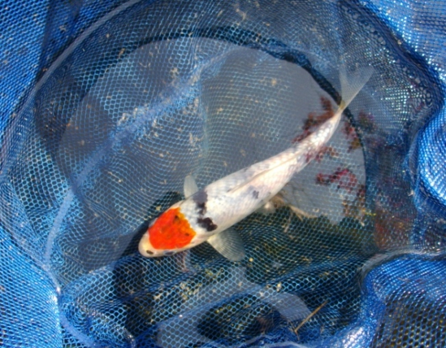 有特色的也可以po - 第3页 - 台湾锦鲤网讨论区 - 台湾锦鲤网