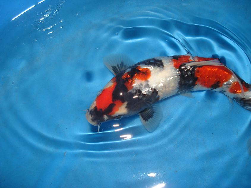 小部别品评会得奖鱼贴图区 - 第7页 - 台湾锦鲤网讨论区 - 台湾锦鲤网