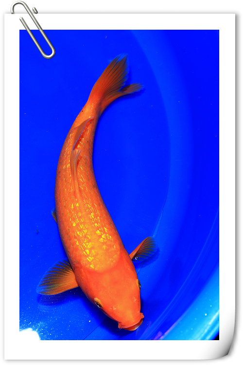 分享二只赛级逸品鲤银鳞红鲤