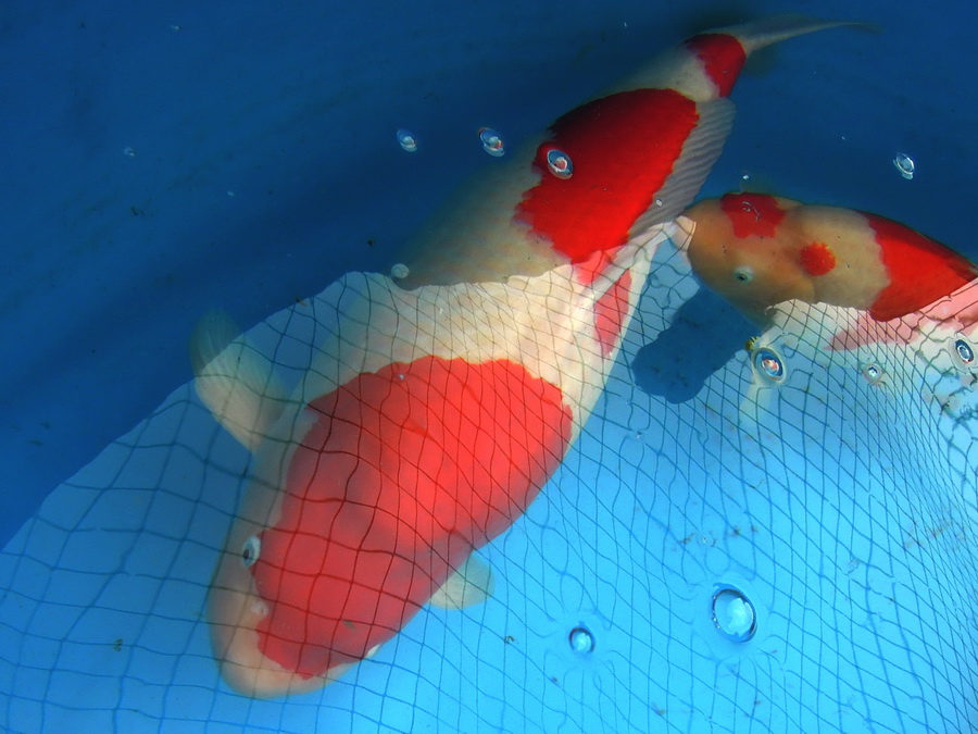 2012台湾国际锦鲤品评会(红白篇) - 台湾锦鲤网讨论区 - 台湾锦鲤网